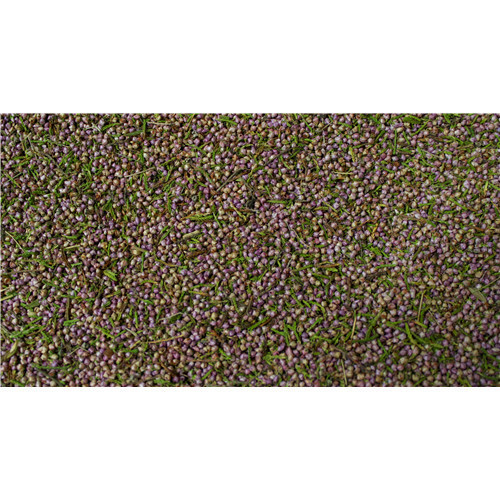 Dermophytum Huile de corps - 125 ml - HOLISTICA